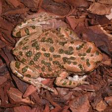 Egyptian Green Toad (Bufotes boulenger)