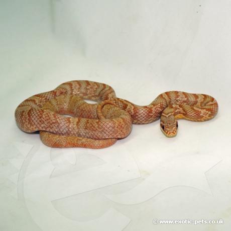 Korean Rat Snake