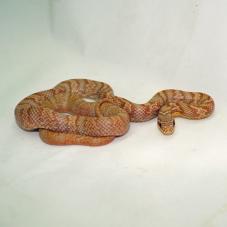 Korean Rat Snake (Elaphe Anomala)