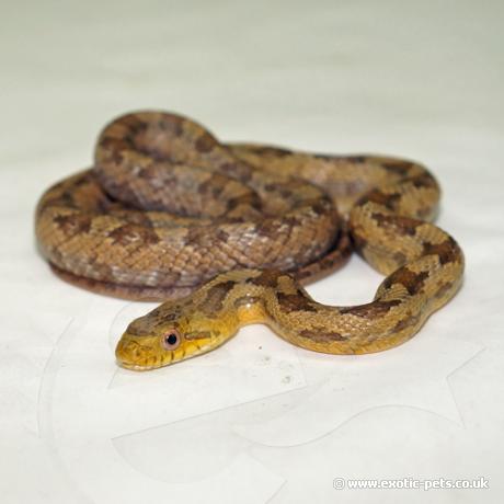 Yellow Rat Snake