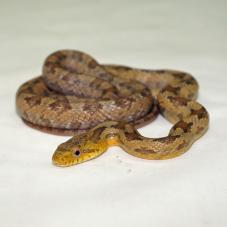 Yellow Rat Snake (Pantherophis obsoletus quadrivittatus)