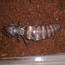 Giant Black Camel Spider (Galeodes arabicus)