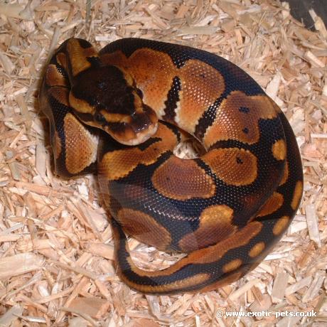 Royal Python - Baby
