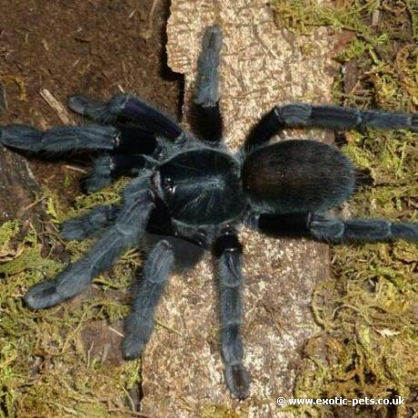 Borneo Black Adult Female