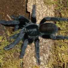 Borneo Black (Lampropelma sp. )