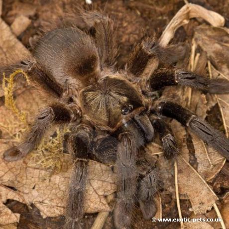 Costa Rican Orange Mouth Tarantula