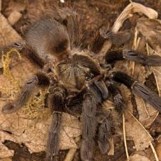 Costa Rican Orange Mouth Tarantula (Psalmopoeus reduncus)