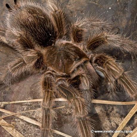 Chile Rose Tarantula