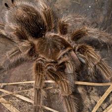 Chile Rose Tarantula (Grammostola porteri)