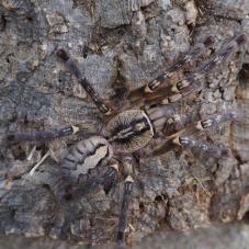 Fringed Ornamental (Poecilotheria ornata)