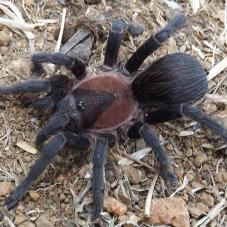 Black Emilia (Crypsidromus sp. Panama)