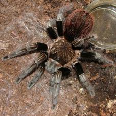 Boquete Birdeater (Sericopelma sp. Boquette)