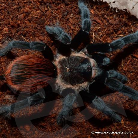 Mexican Red Rump Tarantula