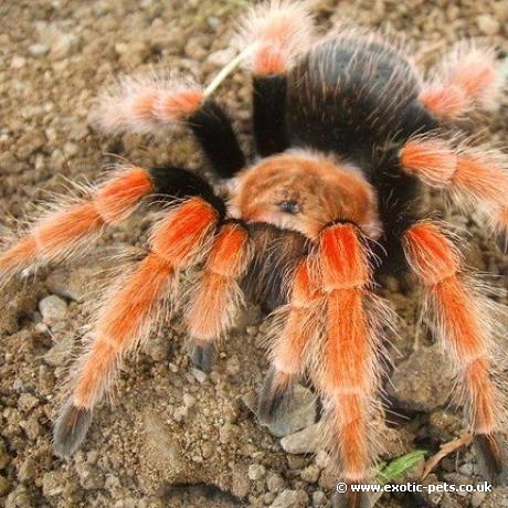 Mexican Fireleg Tarantula