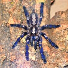 Gooty Ornamental (Poecilotheria metallica)