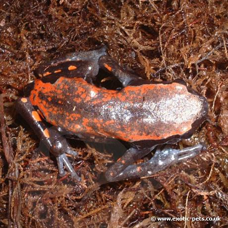 West African Rubber Frog