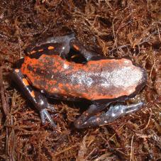 West African Rubber Frog (Phrynomantis microps)