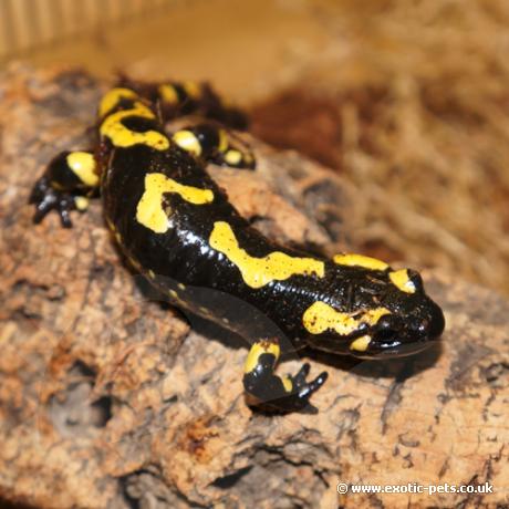 Fire Salamander