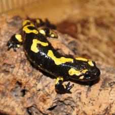 Fire Salamander (Salamandra salamandra)