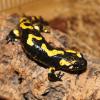 Fire Salamander - Sub Adult photo