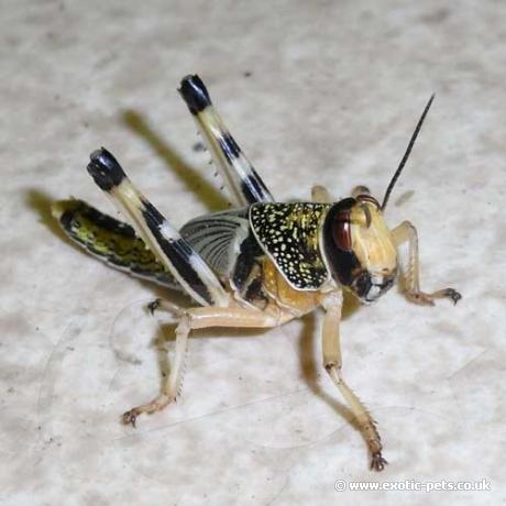 Locusts