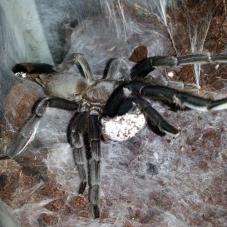 Dark Earth Tiger (Chilobrachys sp. kaeng krachan)