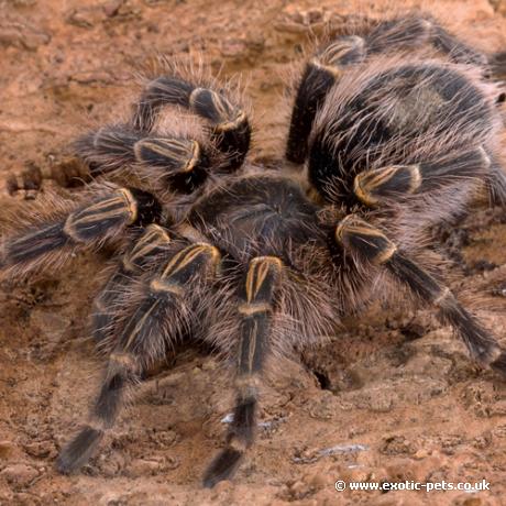 Chaco Golden Knee Tarantula