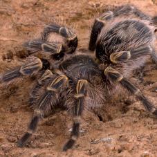 Chaco Golden Knee Tarantula (Grammostola pulchripes)