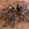 Chaco Golden Knee Adult Female photo