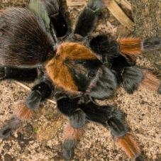 Mexican Red Leg (Brachypelma emilia)