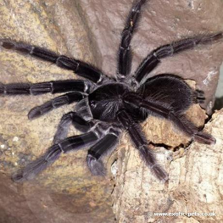 Sangihe Island Black Tarantula