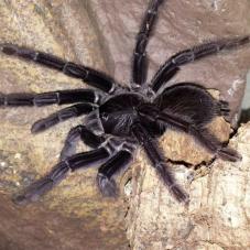 Sangihe Island Black Tarantula (Lampropelma nigerrimum)