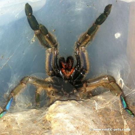 Emerald Skeleton Tarantula