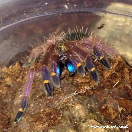 Blue Fang Tarantula