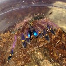 Blue Fang Tarantula (Ephebopus cyanognathus)