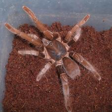 Rusty Red Baboon  (Hysterocrates gigas)