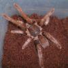 Cameroon Rusty Red Tarantula photo