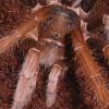 Cameroon Rusty Red - Close up photo