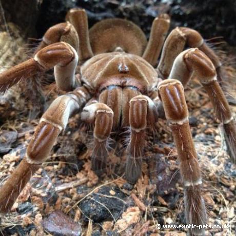 Guyana Goliath Birdeater