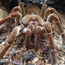 Guyana Goliath Birdeater (Theraphosa stirmi)