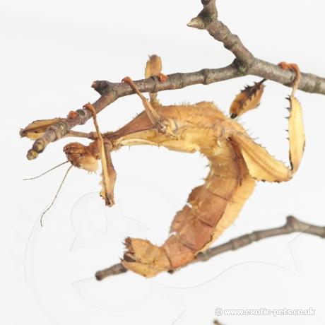 Macleays Spectre Stick Insect