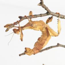 Macleays Spectre Stick Insect (Extatosoma tiaratum)