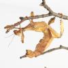Macleays Spectre Adult Female photo
