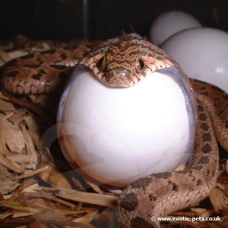 Egg Eating Snake - Dasypeltis fasciata, medici and scabra