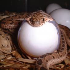 Egg Eating Snake (Dasypeltis fasciata, medici and scabra)