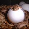 Egg Eating Snake - feeding photo