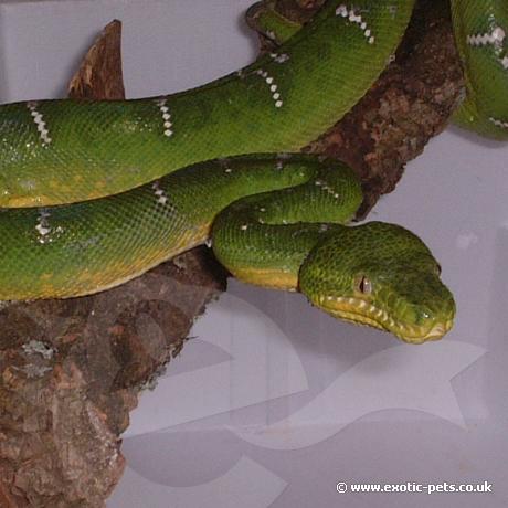 Emerald Tree Boa