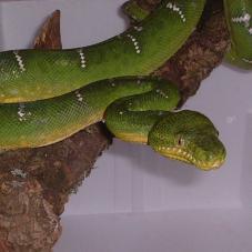 Emerald Tree Boa (Corallus caninus)