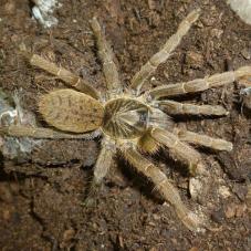 Malvern Starburst Baboon (Harpactira curator)