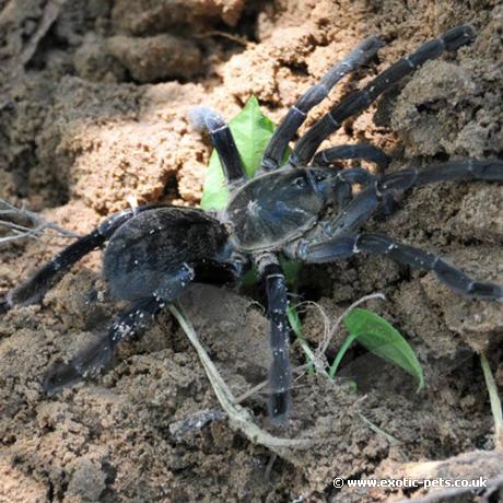 Kobal Spien Earthtiger (Adult Female) Haplopelma sp. Kobal Spien